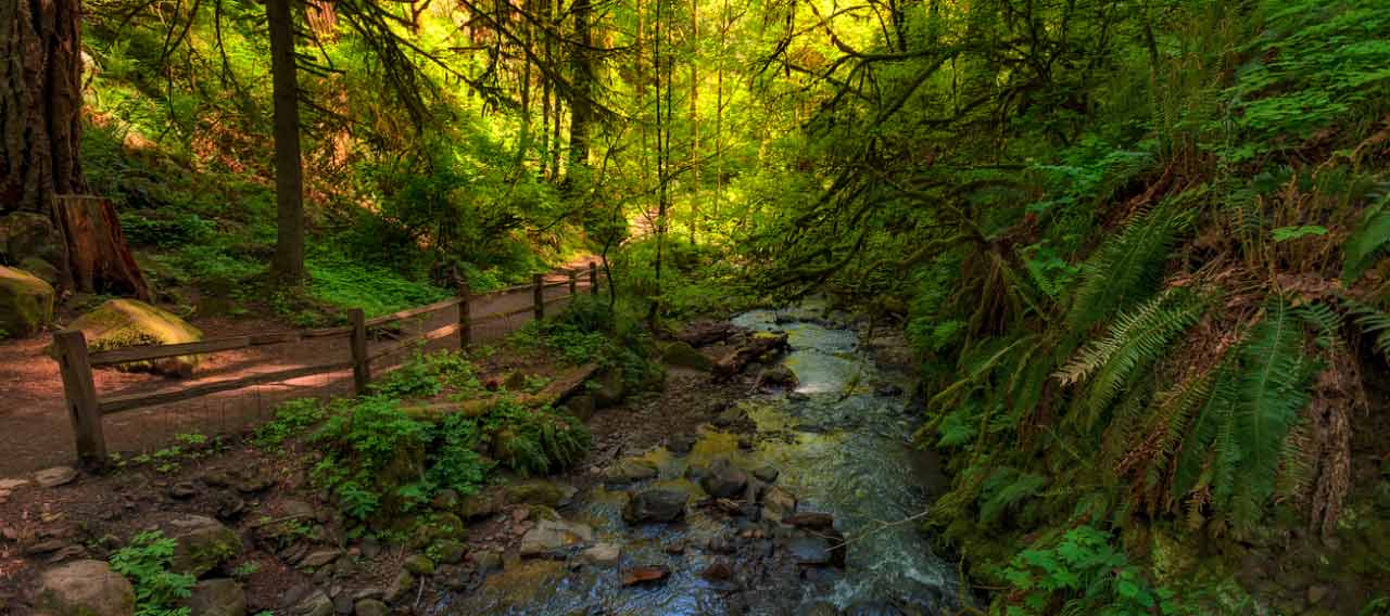 trail through the forest